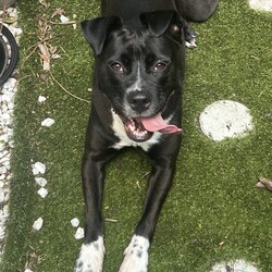 Boots/American Staffordshire Terrier/Female/2 Years 11 Months,Hi I’m Boots, and I’m soooo excited to meet my new family!  I am currently living with my awesome 