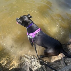 Boots/American Staffordshire Terrier/Female/2 Years 11 Months,Hi I’m Boots, and I’m soooo excited to meet my new family!  I am currently living with my awesome 