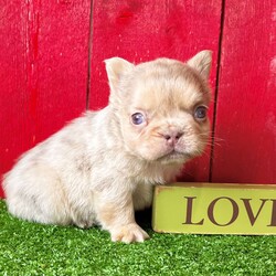 Champ/French Bulldog									Puppy/Male																/14 Weeks, Champ is a stunning newshade tan Merle visual fluffy AKC registered frenchy puppy! Up to date with all shots and dewormings. Was born 11/26/24.  Family raised and well socialized! Delivery is available! Contact us today to reserve your new family member!