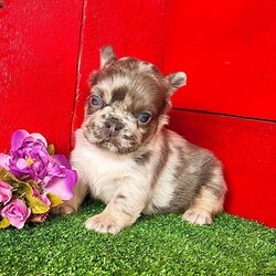 Jane/French Bulldog									Puppy/Female														/12 Weeks, Jane is an awesome lilac tan Merle fluffy AKC registered frenchy puppy! Carries pink and Isabella! Up to date with all shots and dewormings. Was born 12/4/24. Family raised and well socialized! Delivery is available! Contact us today to reserve your new family member!