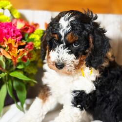Serena/Bernedoodle/Female/7 weeks Adopt a dog:Serena/Bernedoodle/Female/7 weeks,Serena is a captivating little charmer, she will be the perfect companion for the whole family to enjoy. She is very mellow, yet ready to play. She is a real show-stopper whose face says “You’re going to take me home, right?” After a long day at work, this cutie will surely make your day with all her puppy kisses waiting at the door. Serena loves to cuddle and just relax while getting her belly rubbed. Hurry! She can't wait to start sharing her love with her new family!