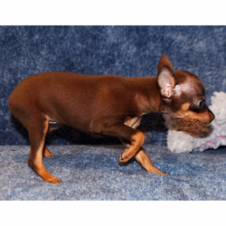 Tiffany/Miniature Pinscher/Female/9 weeks Adopt a dog:Tiffany/Miniature Pinscher/Female/9 weeks,Hi there everyone! I am a little baby that loves kisses and snuggles! I love to sit by the fire with you or romp around outside in the yard. I love playing with my favorite toys and would be glad to share them with you. Believe me when I say that I am the best puppy you will ever meet! I know I will love my forever family and I cannot wait to meet them. I am so ready to come home! Pick me!