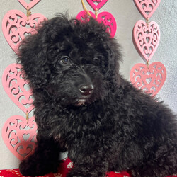 Donner/Bernedoodle/Male/17 weeks Adopt a dog:Donner/Bernedoodle/Male/17 weeks,Hi, I'm Donner! It's very nice to meet you. I am a very outgoing puppy looking for a family where I would fit in! If you think you could be that family, hurry up and pick me up. I will be up to date on my vaccinations before coming home to you, so we can play as soon as I get there. I'm very excited about meeting my new family, so please don't make me wait too long!