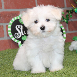 Justice/Maltese/Male/10 weeks Adopt a dog:Justice/Maltese/Male/10 weeks,I've had this dream for quite a while. It's something I'd do anything for. It's better than a gigantic bag of my favorite puppy treats. It's better than a 24-hour session of belly rubs. It's better than endless walks around the dog park with all of the tennis balls and Frisbees that I could ask for. You want to know what it is? It's you. I dream that I'll get to go home to you as soon as possible. We'll cuddle and snuggle and love each other with all our might. Nothing will stop me from being by your side and being the very best friend possible. Call now and bring me home so that my dreams can come true!