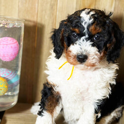 Serena/Bernedoodle/Female/7 weeks Adopt a dog:Serena/Bernedoodle/Female/7 weeks,Serena is a captivating little charmer, she will be the perfect companion for the whole family to enjoy. She is very mellow, yet ready to play. She is a real show-stopper whose face says “You’re going to take me home, right?” After a long day at work, this cutie will surely make your day with all her puppy kisses waiting at the door. Serena loves to cuddle and just relax while getting her belly rubbed. Hurry! She can't wait to start sharing her love with her new family!