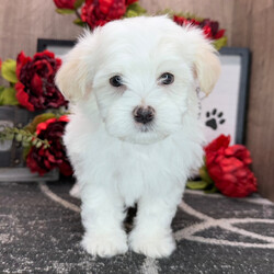 Winston/Havanese/Male/9 weeks Adopt a dog:Winston/Havanese/Male/9 weeks,Hello there! I am so anxious to meet you. I love to be around people, and you will definitely enjoy being with me! I’m looking forward to meeting my new forever family. Could that be with you? I sure hope so. I am a gorgeous puppy with a personality to match. I am also up to date on my vaccinations and vet checked from head to tail, so when you see me, I will be as healthy as can be. What are you waiting for, I know I will be the best friend you have dreamed of?