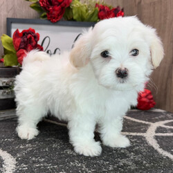 Winston/Havanese/Male/9 weeks Adopt a dog:Winston/Havanese/Male/9 weeks,Hello there! I am so anxious to meet you. I love to be around people, and you will definitely enjoy being with me! I’m looking forward to meeting my new forever family. Could that be with you? I sure hope so. I am a gorgeous puppy with a personality to match. I am also up to date on my vaccinations and vet checked from head to tail, so when you see me, I will be as healthy as can be. What are you waiting for, I know I will be the best friend you have dreamed of?