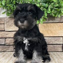Molly/Miniature Schnauzer/Female/7 weeks Adopt a dog:Molly/Miniature Schnauzer/Female/7 weeks,Hello! My name is Molly! Am I not the cutest puppy you have ever seen? That is what everyone keeps telling me. Not only am I cute, but I also have a great personality too. Before arriving home, I will be up to date on my vaccinations and be pre-spoiled. I will make the perfect best friend and companion! So, what are you waiting for? Choose me today!