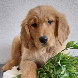 Sharaiah/Golden Retriever/Female/13 weeks Adopt a dog:Sharaiah/Golden Retriever/Female/13 weeks,Hi, my name is Sharaiah. I am so excited I love to be around people, and you will enjoy being with me! I’m looking forward to meeting my new forever family. Could that be with you? I sure hope so. I am a gorgeous puppy with a personality to match. I am also up to date on my vaccinations and vet checked from head to tail, so when you see me, I will be as healthy as can be. What are you waiting for? I know I will be the best friend you have dreamed of.