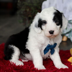 Adopt a dog:Gus/Sheepadoodle/Male/6 weeks,Hello! My name is Gus! I am like a ray of sunshine that is ready to brighten up your life. I will take you back in time and bring that large childhood grin back to your face. So, if you have room in your home and heart for a puppy like me, then call now. I will arrive up to date on vaccinations, vet checked and ready to share all of my puppy love with you. I'll be waiting for your call.