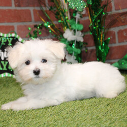 Justice/Maltese/Male/10 weeks Adopt a dog:Justice/Maltese/Male/10 weeks,I've had this dream for quite a while. It's something I'd do anything for. It's better than a gigantic bag of my favorite puppy treats. It's better than a 24-hour session of belly rubs. It's better than endless walks around the dog park with all of the tennis balls and Frisbees that I could ask for. You want to know what it is? It's you. I dream that I'll get to go home to you as soon as possible. We'll cuddle and snuggle and love each other with all our might. Nothing will stop me from being by your side and being the very best friend possible. Call now and bring me home so that my dreams can come true!