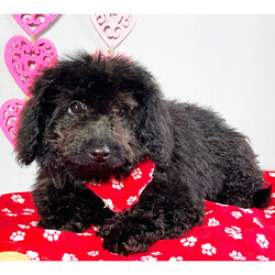 Dan/Bernedoodle/Male/17 weeks Adopt a dog:Dan/Bernedoodle/Male/17 weeks,Are you looking for the best puppy ever? Well, you found me! My name is Dan and I am the best! How do I know? Well, just look at me. Aren't I adorable? Also, I come up to date on my vaccinations and vet checked from head to tail, so not only am I cute, but healthy too! I promise to be on my best behavior when I'm with my new family. I'm just a bundle of joy to have around. So, hurry and pick me to show off what an excellent puppy you have!