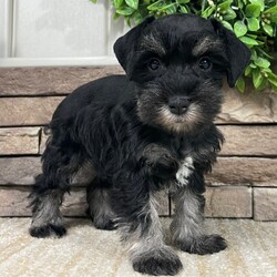 Molly/Miniature Schnauzer/Female/7 weeks Adopt a dog:Molly/Miniature Schnauzer/Female/7 weeks,Hello! My name is Molly! Am I not the cutest puppy you have ever seen? That is what everyone keeps telling me. Not only am I cute, but I also have a great personality too. Before arriving home, I will be up to date on my vaccinations and be pre-spoiled. I will make the perfect best friend and companion! So, what are you waiting for? Choose me today!