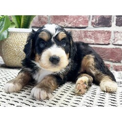 Bentley/Bernedoodle/Male/5 weeks Adopt a dog:Bentley/Bernedoodle/Male/5 weeks,Bentley is the name and making you laugh is my game. I'm a silly pup who loves to play around. I'm quite the little cut up. I just know that with me by your side you will never be bored. I will be your best friend for life. We will play, cuddle, and kiss as often as possible and I promise to always keep you entertained and happy. We are a match made in heaven, so make the call that brings me home!