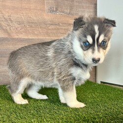 Ivy/Samusky/Female/6 weeks Adopt a dog:Ivy/Samusky/Female/6 weeks,Thank you for stopping by to check me out! My name is Ivy! You can search the world and not find a sweeter puppy than me. Some may say that I am spoiled, but I think that I am just well loved. I would be more than honored if you choose me to love you fur-ever. I promise that every day we spend together will be special. We can play, cuddle, and laugh at all the silly things we will do. Please call now! I want to start planning all the fun things that best friends do!