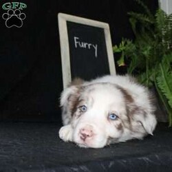 Furry/Border Collie									Puppy/Male																/December 29th, 2024,Say hello to Furry, the most adorable Border Collie puppy! This sweetie pie is already so smart and he comes up to date on shots and dewormer and will be vet checked before going home. He is well socialized with adults and children. Both parents are great farm dogs! If you are looking for a trainable puppy contact us today!