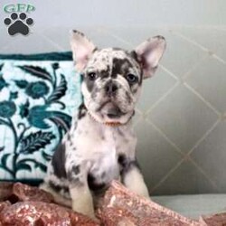 Loretta/French Bulldog									Puppy/Female														/10 Weeks,Meet your new BFF, Loretta! This loving French Bulldog puppy is vet checked & up to date on shots & wormer. She is registered with the AKC, plus comes with a health guarantee provided by the breeder. Loretta is well socialized & currently being family raised with children! If you would like more information on this cuddly pup, please contact Michelle Rivard today!