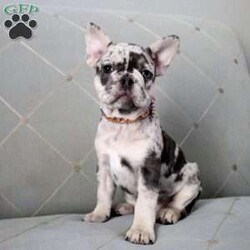 Loretta/French Bulldog									Puppy/Female														/10 Weeks,Meet your new BFF, Loretta! This loving French Bulldog puppy is vet checked & up to date on shots & wormer. She is registered with the AKC, plus comes with a health guarantee provided by the breeder. Loretta is well socialized & currently being family raised with children! If you would like more information on this cuddly pup, please contact Michelle Rivard today!