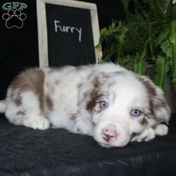Furry/Border Collie									Puppy/Male																/December 29th, 2024,Say hello to Furry, the most adorable Border Collie puppy! This sweetie pie is already so smart and he comes up to date on shots and dewormer and will be vet checked before going home. He is well socialized with adults and children. Both parents are great farm dogs! If you are looking for a trainable puppy contact us today!