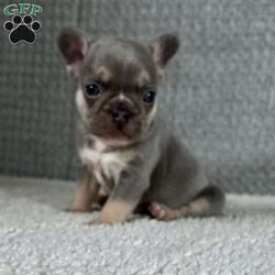 Cielo/French Bulldog									Puppy/Male																/January 11th, 2025,Meet Cielo . This fiesty little puppy is looking for his forever home .The ideal home would be one that can give him plenty of attention and take well care of him. Cielo comes up to date on all his vaccinations and dewormings and comes with AKC registration paperwork. Reach out to John today if interested in adopting this playful puppy. John offers a 1 year genetic health guarantee