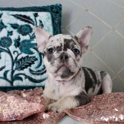 Loretta/French Bulldog									Puppy/Female														/10 Weeks,Meet your new BFF, Loretta! This loving French Bulldog puppy is vet checked & up to date on shots & wormer. She is registered with the AKC, plus comes with a health guarantee provided by the breeder. Loretta is well socialized & currently being family raised with children! If you would like more information on this cuddly pup, please contact Michelle Rivard today!