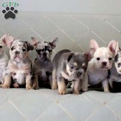 Loretta/French Bulldog									Puppy/Female														/10 Weeks,Meet your new BFF, Loretta! This loving French Bulldog puppy is vet checked & up to date on shots & wormer. She is registered with the AKC, plus comes with a health guarantee provided by the breeder. Loretta is well socialized & currently being family raised with children! If you would like more information on this cuddly pup, please contact Michelle Rivard today!