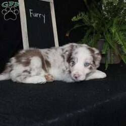 Furry/Border Collie									Puppy/Male																/December 29th, 2024,Say hello to Furry, the most adorable Border Collie puppy! This sweetie pie is already so smart and he comes up to date on shots and dewormer and will be vet checked before going home. He is well socialized with adults and children. Both parents are great farm dogs! If you are looking for a trainable puppy contact us today!