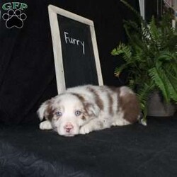 Furry/Border Collie									Puppy/Male																/December 29th, 2024,Say hello to Furry, the most adorable Border Collie puppy! This sweetie pie is already so smart and he comes up to date on shots and dewormer and will be vet checked before going home. He is well socialized with adults and children. Both parents are great farm dogs! If you are looking for a trainable puppy contact us today!