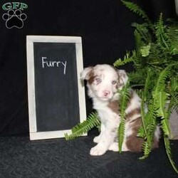 Furry/Border Collie									Puppy/Male																/December 29th, 2024,Say hello to Furry, the most adorable Border Collie puppy! This sweetie pie is already so smart and he comes up to date on shots and dewormer and will be vet checked before going home. He is well socialized with adults and children. Both parents are great farm dogs! If you are looking for a trainable puppy contact us today!