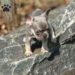 Cielo/French Bulldog									Puppy/Male																/January 11th, 2025,Meet Cielo . This fiesty little puppy is looking for his forever home .The ideal home would be one that can give him plenty of attention and take well care of him. Cielo comes up to date on all his vaccinations and dewormings and comes with AKC registration paperwork. Reach out to John today if interested in adopting this playful puppy. John offers a 1 year genetic health guarantee