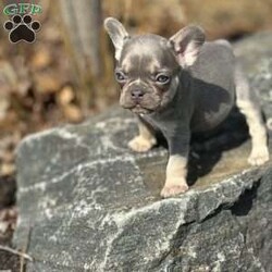 Cielo/French Bulldog									Puppy/Male																/January 11th, 2025,Meet Cielo . This fiesty little puppy is looking for his forever home .The ideal home would be one that can give him plenty of attention and take well care of him. Cielo comes up to date on all his vaccinations and dewormings and comes with AKC registration paperwork. Reach out to John today if interested in adopting this playful puppy. John offers a 1 year genetic health guarantee
