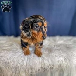 Benji- Mini/Dachshund									Puppy/Male																/7 Weeks,Meet Benji. Benji is a mini long haired dachshund. Mom Tootsie weighs around 12 lbs and is such a sweet mom. Dad Leo weighs around 10 lbs and is a very friendly dog.