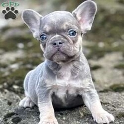 Cielo/French Bulldog									Puppy/Male																/January 11th, 2025,Meet Cielo . This fiesty little puppy is looking for his forever home .The ideal home would be one that can give him plenty of attention and take well care of him. Cielo comes up to date on all his vaccinations and dewormings and comes with AKC registration paperwork. Reach out to John today if interested in adopting this playful puppy. John offers a 1 year genetic health guarantee