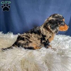 Benji- Mini/Dachshund									Puppy/Male																/7 Weeks,Meet Benji. Benji is a mini long haired dachshund. Mom Tootsie weighs around 12 lbs and is such a sweet mom. Dad Leo weighs around 10 lbs and is a very friendly dog.