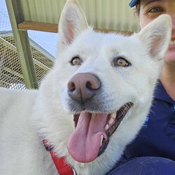 Daisy/Siberian Husky/Female/3 Years 10 Months,Hello there! My name is Daisy, and I’m a spirited Siberian Husky ready to find my forever home. I’ve had a bit of a journey, including some surgery on my front leg, but I’m happy to report that I’ve fully recovered and am feeling great! I’m back to my playful self, eager to explore the world around me. I’m a bit of a shy girl, especially when meeting new people. It takes me some time to warm up, so it’s important that my future family understands that I might need a few meet-and-greet sessions before I feel comfortable. Patience is key with me, but once I trust you, I promise I’ll be your loyal companion! As much as I love to romp around, I also enjoy my quiet moments, especially in outdoor spaces. I thrive with indoor/outdoor access, so having a yard where I can stretch my legs and enjoy the fresh air is ideal for me. This way, I can soak up all the love and attention without feeling overwhelmed. Because of my temperament, I would do best in a home without children under 15. It’s crucial that my new family has experience with Huskies and understands our unique traits. I can be a little quirky, and having someone who knows how to channel my energy and spirit will make a big difference in our lives together. If you think you can offer me the time, space, and understanding I need, I’d love to meet you! Let’s see if we can create some wonderful memories together. 