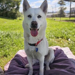 Daisy/Siberian Husky/Female/3 Years 10 Months,Hello there! My name is Daisy, and I’m a spirited Siberian Husky ready to find my forever home. I’ve had a bit of a journey, including some surgery on my front leg, but I’m happy to report that I’ve fully recovered and am feeling great! I’m back to my playful self, eager to explore the world around me. I’m a bit of a shy girl, especially when meeting new people. It takes me some time to warm up, so it’s important that my future family understands that I might need a few meet-and-greet sessions before I feel comfortable. Patience is key with me, but once I trust you, I promise I’ll be your loyal companion! As much as I love to romp around, I also enjoy my quiet moments, especially in outdoor spaces. I thrive with indoor/outdoor access, so having a yard where I can stretch my legs and enjoy the fresh air is ideal for me. This way, I can soak up all the love and attention without feeling overwhelmed. Because of my temperament, I would do best in a home without children under 15. It’s crucial that my new family has experience with Huskies and understands our unique traits. I can be a little quirky, and having someone who knows how to channel my energy and spirit will make a big difference in our lives together. If you think you can offer me the time, space, and understanding I need, I’d love to meet you! Let’s see if we can create some wonderful memories together. 