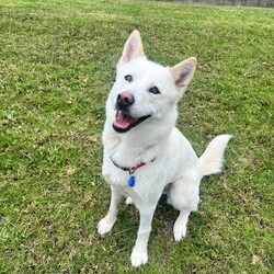 Daisy/Siberian Husky/Female/3 Years 10 Months,Hello there! My name is Daisy, and I’m a spirited Siberian Husky ready to find my forever home. I’ve had a bit of a journey, including some surgery on my front leg, but I’m happy to report that I’ve fully recovered and am feeling great! I’m back to my playful self, eager to explore the world around me. I’m a bit of a shy girl, especially when meeting new people. It takes me some time to warm up, so it’s important that my future family understands that I might need a few meet-and-greet sessions before I feel comfortable. Patience is key with me, but once I trust you, I promise I’ll be your loyal companion! As much as I love to romp around, I also enjoy my quiet moments, especially in outdoor spaces. I thrive with indoor/outdoor access, so having a yard where I can stretch my legs and enjoy the fresh air is ideal for me. This way, I can soak up all the love and attention without feeling overwhelmed. Because of my temperament, I would do best in a home without children under 15. It’s crucial that my new family has experience with Huskies and understands our unique traits. I can be a little quirky, and having someone who knows how to channel my energy and spirit will make a big difference in our lives together. If you think you can offer me the time, space, and understanding I need, I’d love to meet you! Let’s see if we can create some wonderful memories together. 
