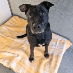 Juno/Staffordshire Bull Terrier / German Shepherd Dog/Female/6 Years 3 Months,Hello there, my name is Juno! I'm a relaxed, independent lady looking for my new home! I'd suit a quieter home where I can be included as part of the family, coming both inside and outdoors, as well as joining you for daily walks, or simply snuggling up on a nice soft bed by your feet in the evening. Any children in the home will need to be over 12 years of age and confident around dogs, who understand I may not always want pats and cuddles. I know sometimes you have to go out, if you leave me with some fun toys, yum treats, fresh water bowl and a sheltered, snuggly bed, I should be safe and happy until you get home. I would benefit from daily enrichment and interactive feeders to help keep my mind and body active. I’d be best as the only dog in the home, as I am not fond of other dogs and would like all the love, pats and attention for myself. Dog parks and off-leash areas are not ideal for me as I do not like rude dogs rushing up to my face and would prefer walks around the neighbourhood or on-lead areas where we can relax and enjoy our time together.  