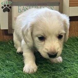 Arctic/Dachshund									Puppy/Male																/February 13th, 2025,AKC Full Registration. DNA tested parents. Arctic is a “Dream Cream” from Promise Land Puppies. He is destined for greatness either in his forever home or the AKC show ring. He is a long hair English Cream Mini Dachshund with an excellent pedigree. He comes full AKC registration. His breeder has carefully planned his litter with both parents being DNA tested. All puppies complete a meticulous head to tail health exam and receive age appropriate shots, and microchipped. All puppies are wormed at 2, 4, 6 and 8 weeks. Pee pad training and puppy food and water introduction begins at 4 weeks. Socialization with adults, children and other dogs begin at birth. All puppies have a one year health guarantee. When it comes time for getting your new puppy home Promise Land Puppies has you covered with several options: