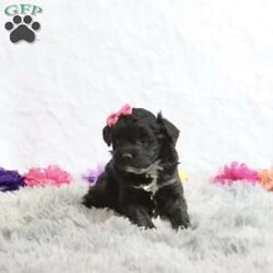 Gloria/Havapoo									Puppy/Female														/6 Weeks,Introducing Gloria, a delightful and playful black havapoo puppy ready to fill your home with joy and laughter. With her stunning black coat and charming personality, Gloria is the perfect companion for families and individuals alike. She loves to frolic and play, bringing boundless energy and affection to your life. Ideal for anyone seeking a loyal and loving pet, Gloria is not just a puppy; she’s a bundle of joy waiting for a forever home. Don’t miss the chance to welcome this adorable furball into your heart and home!