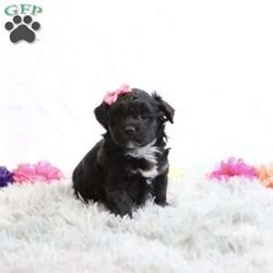 Gloria/Havapoo									Puppy/Female														/6 Weeks,Introducing Gloria, a delightful and playful black havapoo puppy ready to fill your home with joy and laughter. With her stunning black coat and charming personality, Gloria is the perfect companion for families and individuals alike. She loves to frolic and play, bringing boundless energy and affection to your life. Ideal for anyone seeking a loyal and loving pet, Gloria is not just a puppy; she’s a bundle of joy waiting for a forever home. Don’t miss the chance to welcome this adorable furball into your heart and home!