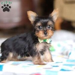 Dylan/Yorkie									Puppy/Male																/10 Weeks,Meet Dylan! He is the most adorable AKC Registered Yorkshire Terrier, overflowing with charm and personality. With his silky coat, bright, sparkly eyes, and playful spirit, he’s the perfect blend of sweetness and spunk. He is affectionate, intelligent, and always eager to be by your side, whether it’s for cuddles or playful adventures. He’s a tiny bundle of love, ready to bring endless joy and warmth to his forever home!