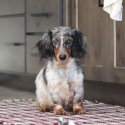 Enzo/Dachshund									Puppy/Male																/8 Weeks,Meet Enzo he is a spirited little Dachshund who doesn’t let anything hold his back. With a heart full of courage and curiosity, he’s always ready for an adventure whether it’s sniffing around, exploring new spots, or chasing his favorite toys. His lively, playful nature is paired with a loyal streak that adds to his charm, making him as stubborn as he is sweet. 