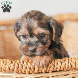 Lila/Yorkie Poo									Puppy/Female														/6 Weeks,Meet our adorable Yorkipoos! They are sweet and cuddly and would make the perfect addition to your family! Our children love to cuddle them and give them lots of attention!