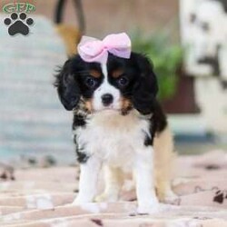 Addie/Cavalier King Charles Spaniel									Puppy/Female														/9 Weeks,Meet Addie, the sweetest AKC Cavalier King Charles Spaniel! She’s the perfect blend of gentle affection and playful charm. Cavaliers are known for their loving nature, making them wonderful companions who thrive on human connection. With her silky, beautiful coat and expressive eyes, she will steal your heart in an instant! Whether she’s happily trotting beside you on a walk or curling up for cozy snuggles, she’ll bring endless joy to your home.