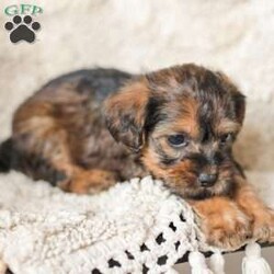 Lila/Yorkie Poo									Puppy/Female														/6 Weeks,Meet our adorable Yorkipoos! They are sweet and cuddly and would make the perfect addition to your family! Our children love to cuddle them and give them lots of attention!