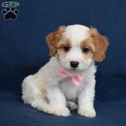 Stella/Cavachon									Puppy/Female														/8 Weeks,Hi my name is Stella! If your looking for your furever companion pick me.  I’m sweet,outgoing,playful and will bring you years of joy. 