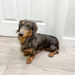 Terry/Dachshund									Puppy/Female														/9 Weeks,Meet Terry! This sweet and adorable Mini long haired Dachshund is looking for a forever family!