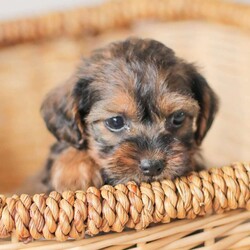 Lila/Yorkie Poo									Puppy/Female														/6 Weeks,Meet our adorable Yorkipoos! They are sweet and cuddly and would make the perfect addition to your family! Our children love to cuddle them and give them lots of attention!