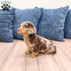 Terry/Dachshund									Puppy/Female														/9 Weeks,Meet Terry! This sweet and adorable Mini long haired Dachshund is looking for a forever family!